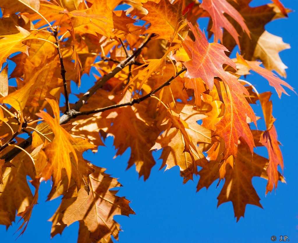 Autumnal orange