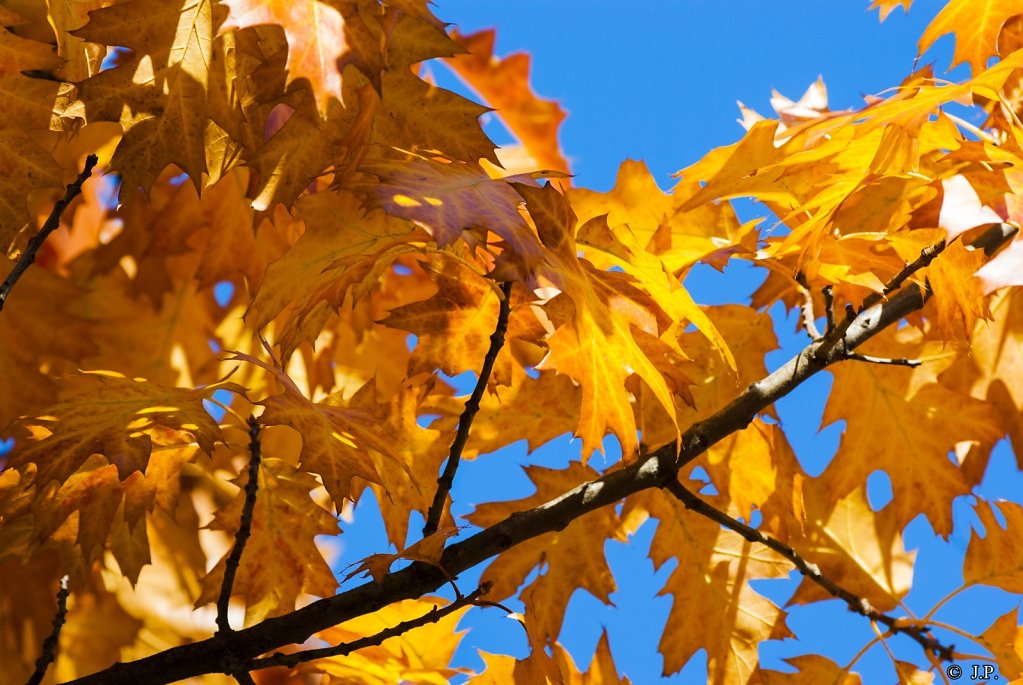 Autumnal orange