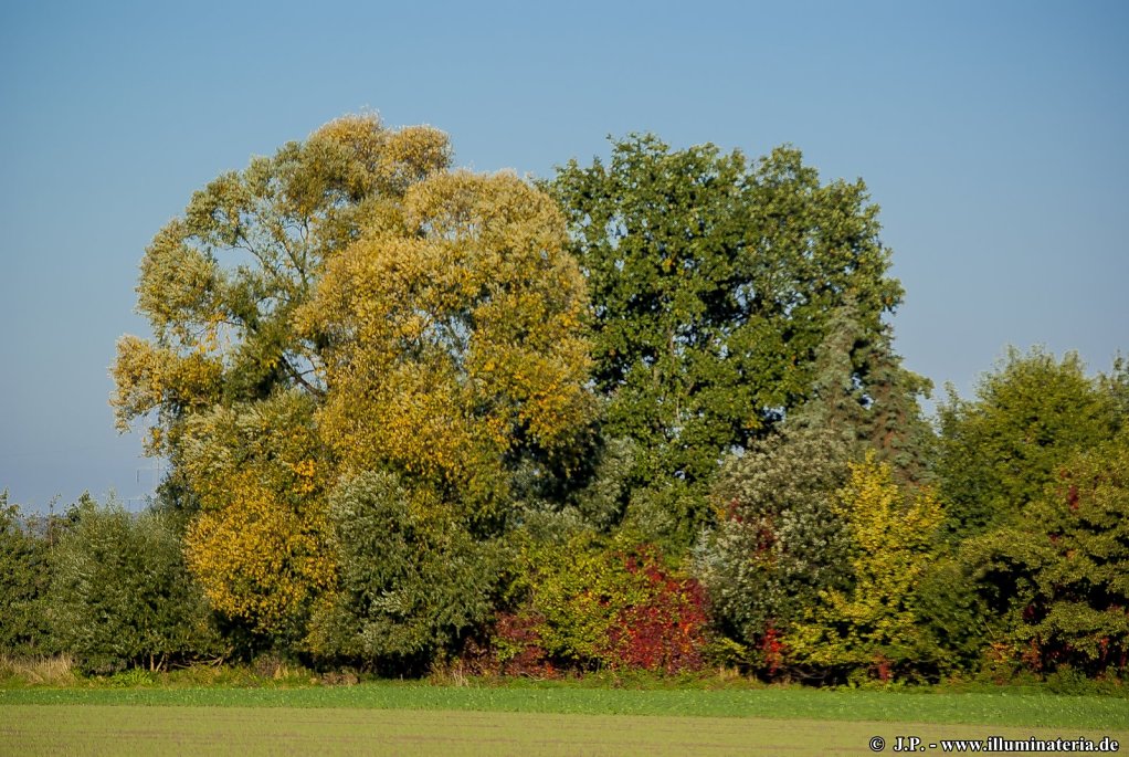 Autumnal colours
