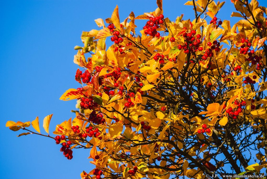 Autumnal brightness