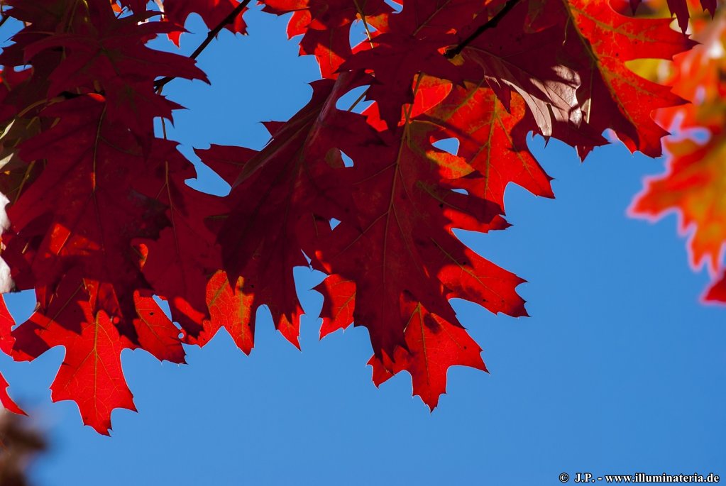 Autumnal red