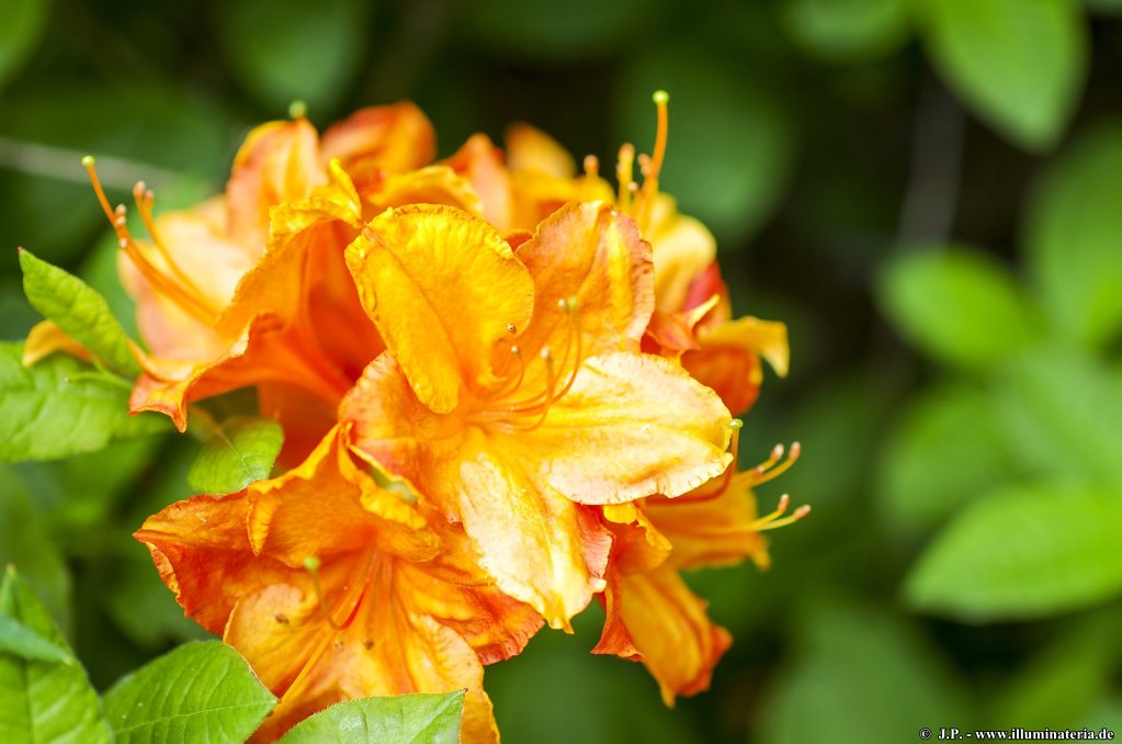 image004.jpg